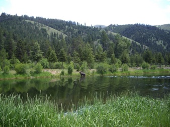 Moose in pond
